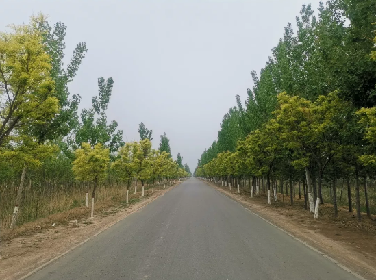 電子地磅秤價格